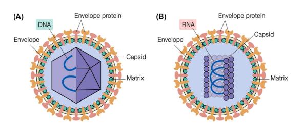 Schematic diagram of virus particles. (A) A typical envelope virus particle with a spherical capsid (B) A typical envelope virus particle with a helical capsid.